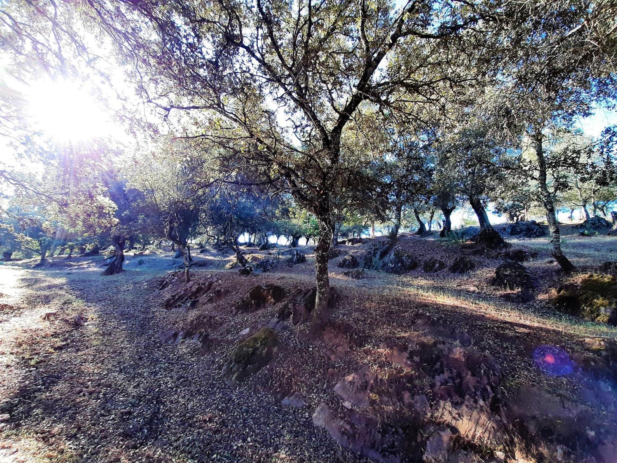 Casa Rural Gurumelo Αραθένα Εξωτερικό φωτογραφία